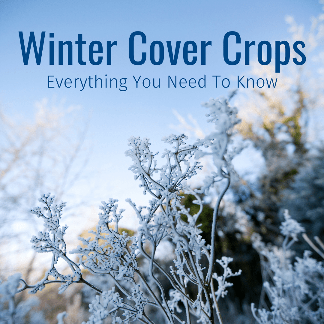 Winter Cover Crops What You Need To Know GO Seed