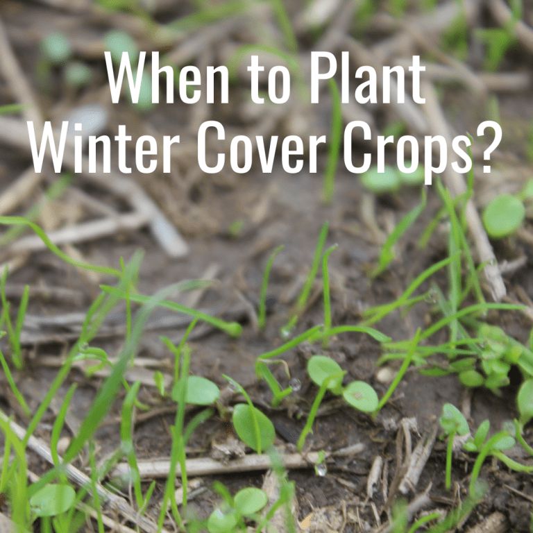 Winter Cover Crops What You Need To Know GO Seed