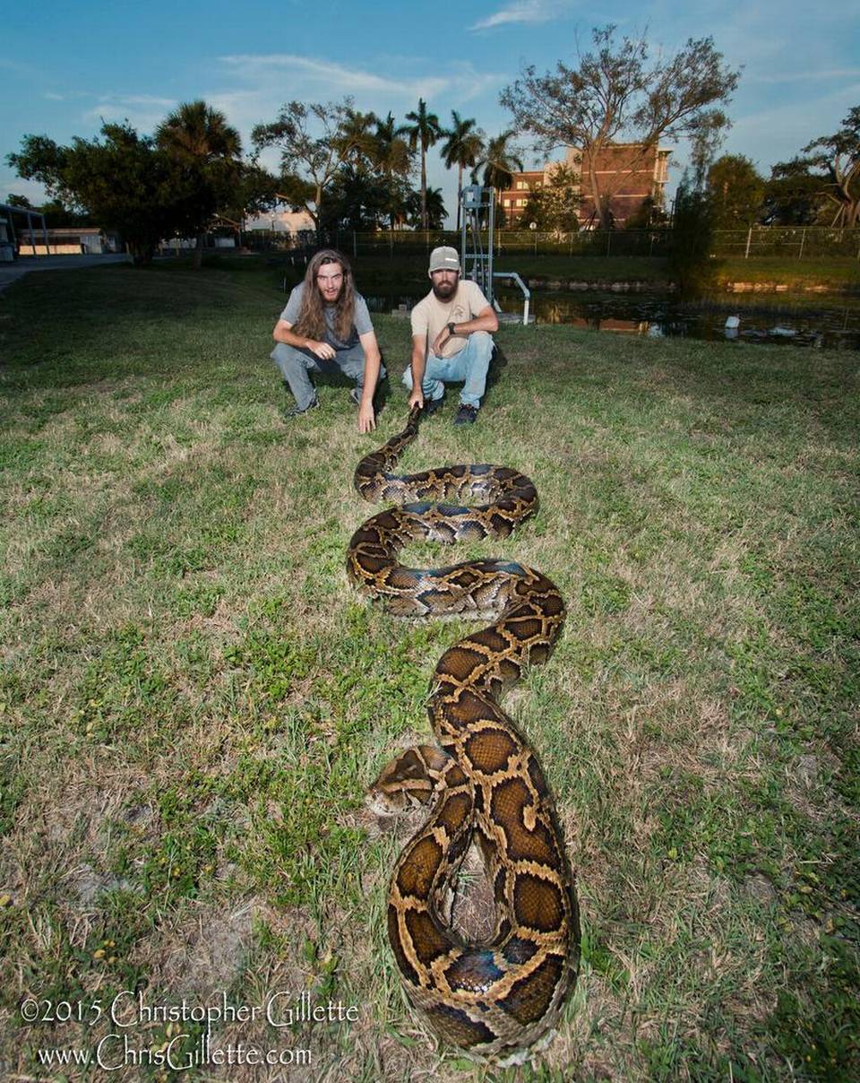 Énorme Python capturé dans les Everglades en Floride