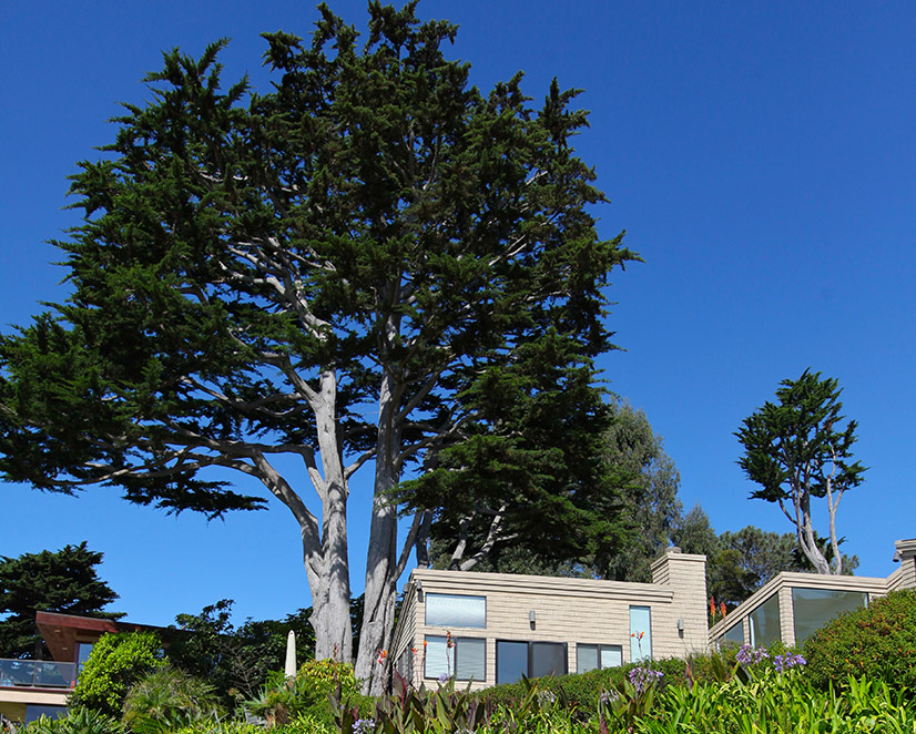 Beach House Gosnell Tree & Landscape