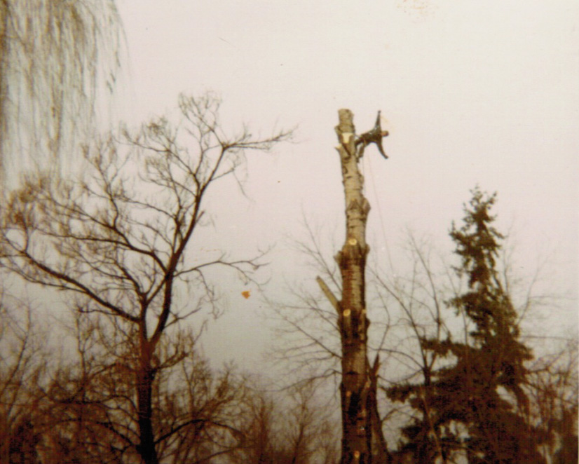 About Us Gosnell Tree & Landscape