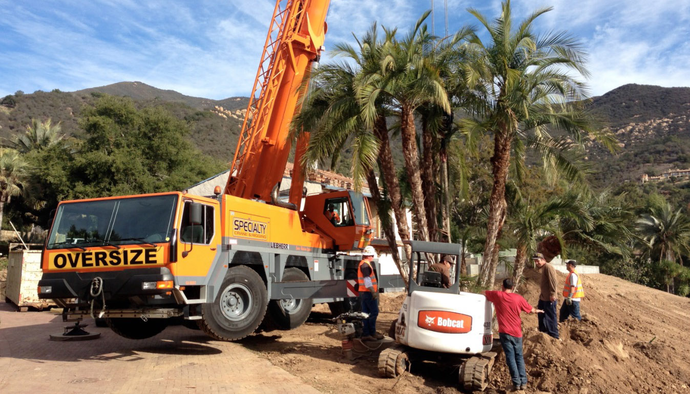 Tree Installation Santa Barbara, CA Gosnell Tree & Landscape