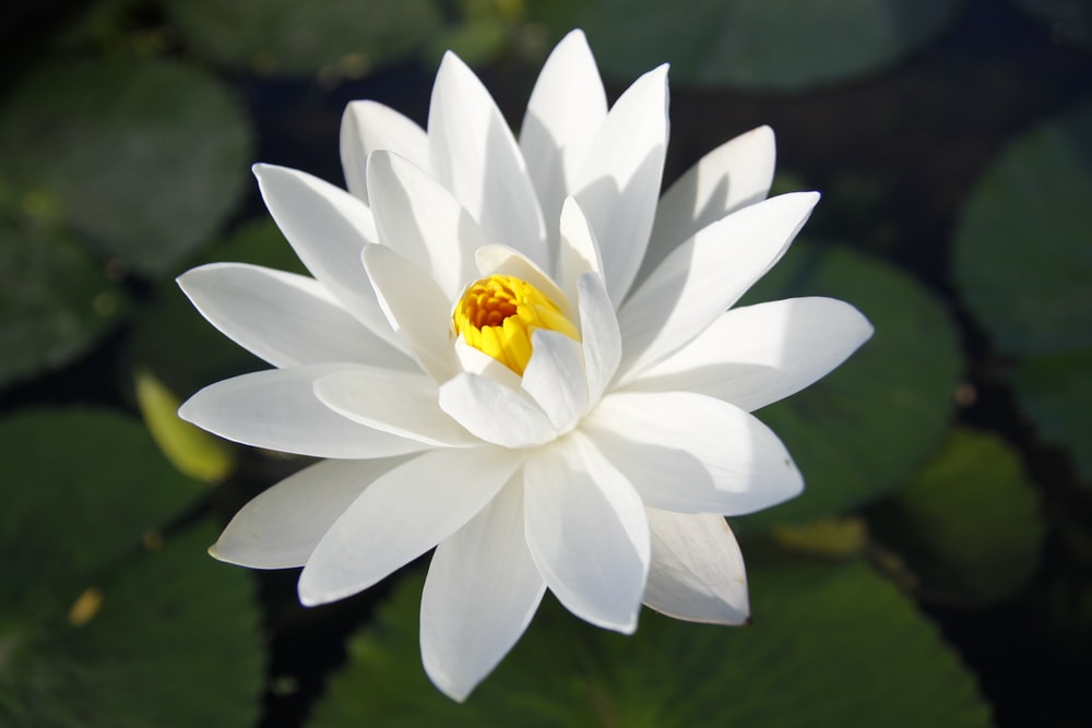 The Symbolic Significance of the Lotus Flower in Christianity 2023