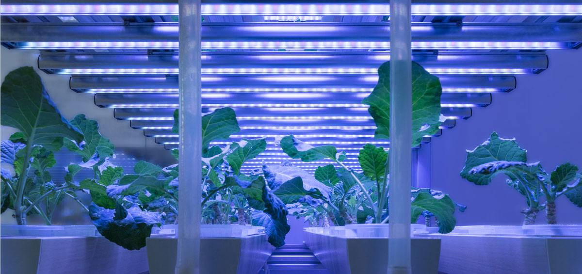 HORTICULTURE LIGHTING METRICS Gossen