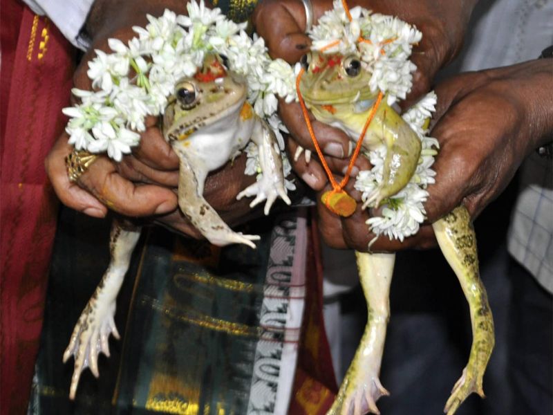 Frog Wedding in Varanasi A One of a Kind Festival