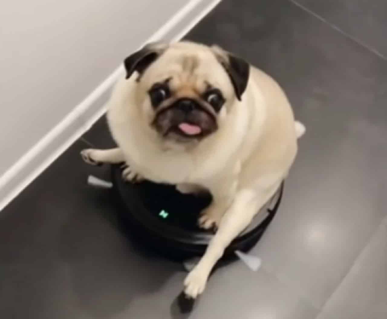 Witty Pug Uses Robot Vacuum Cleaner As Its Newest Ride Got Dog