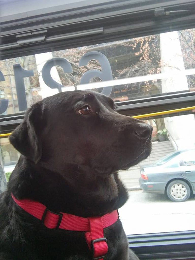 Eclipse, The Dog Who Travels Alone By Bus To Go To The Park Got Dog