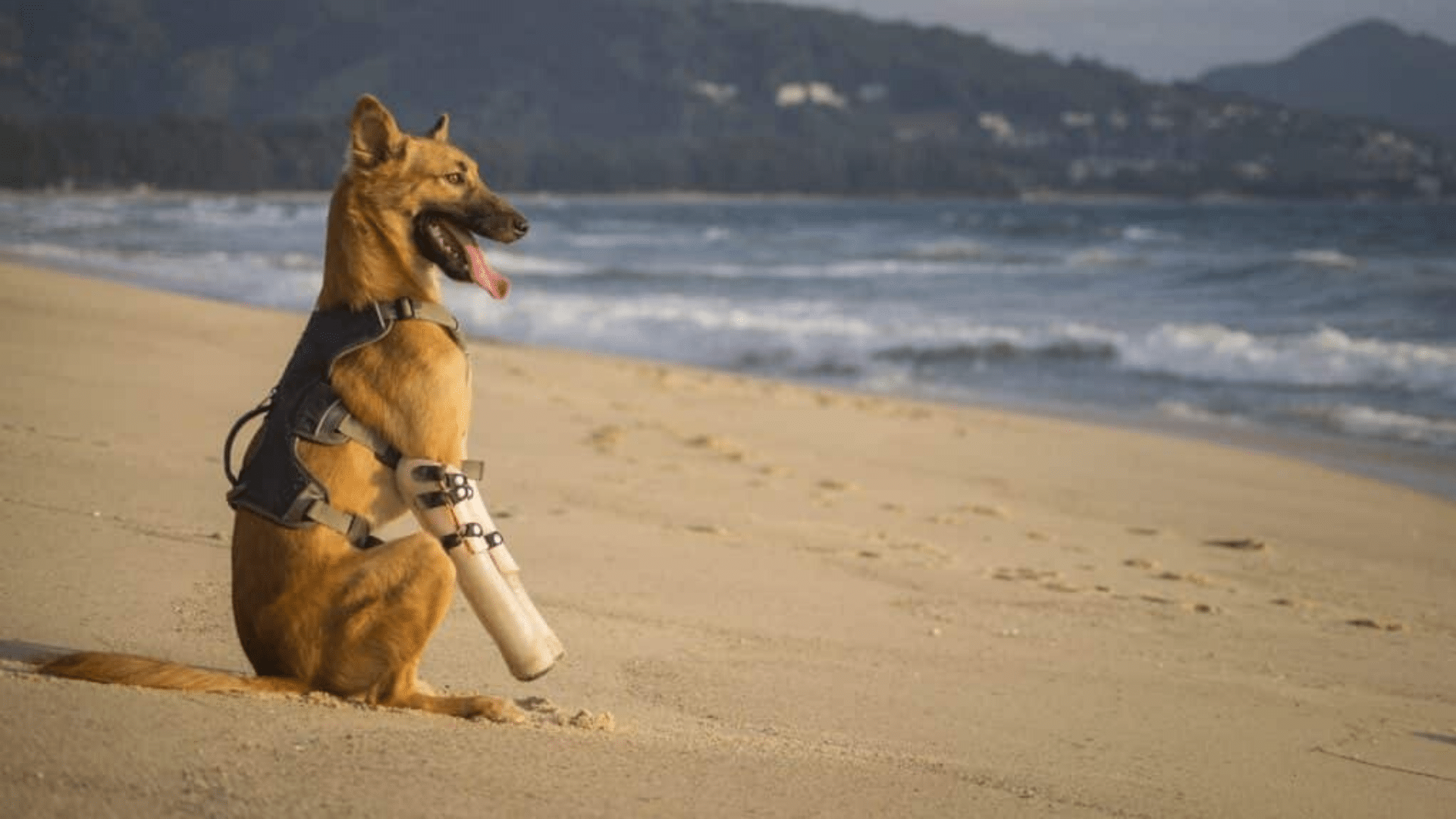 A Dog Without Legs Learns To Walk Thanks To The Efforts Of a Double