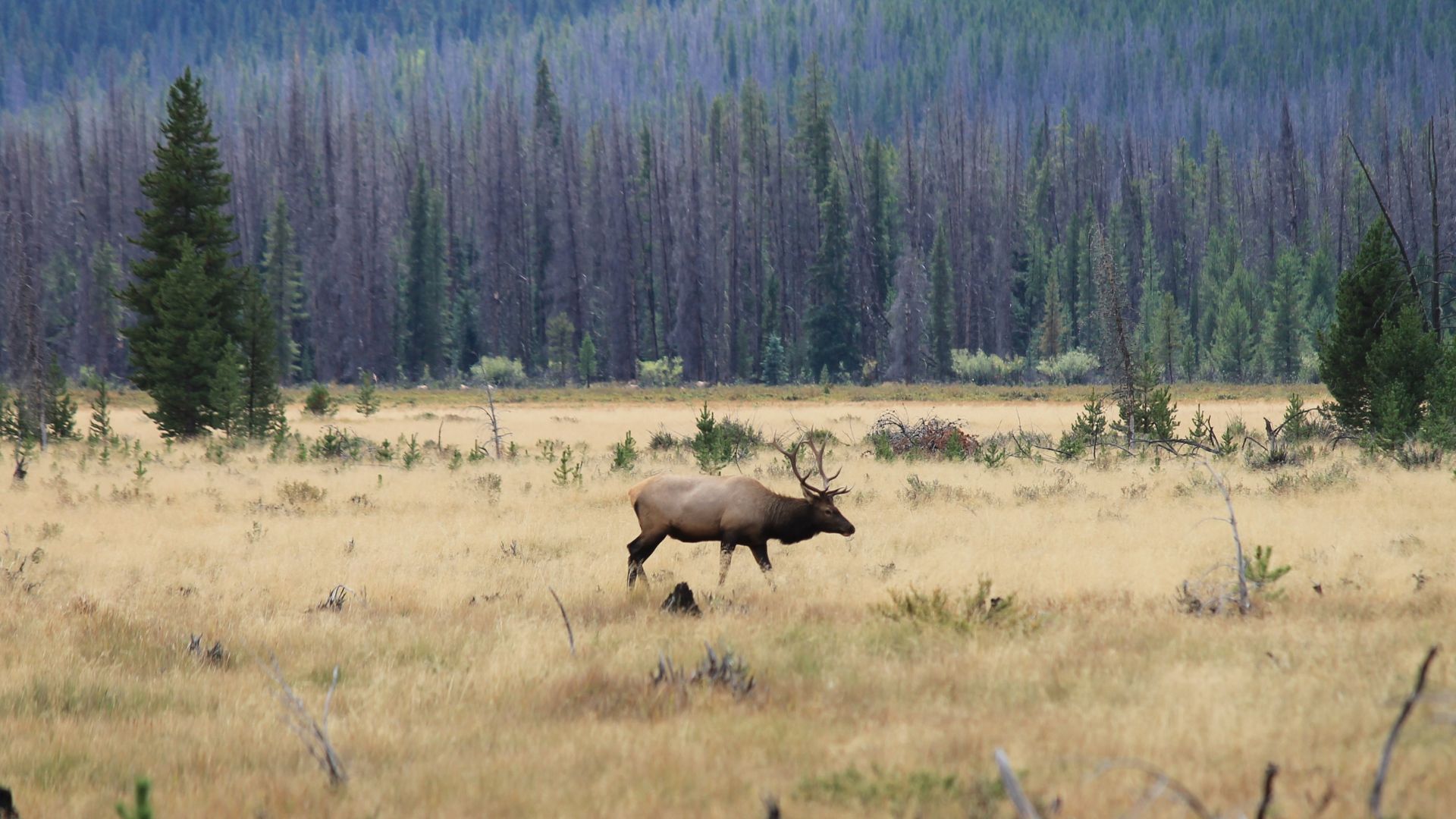 IWC Idaho Backcountry Elk Hunt Got Fishing