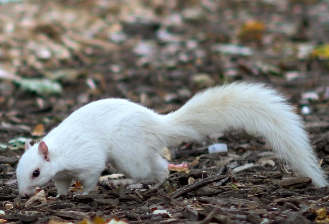 Park Slope Squirrel So Incredibly White Gothamist
