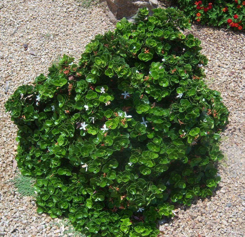 Boxwood Beauty (Natal Pum) Gothic Landscape, Inc