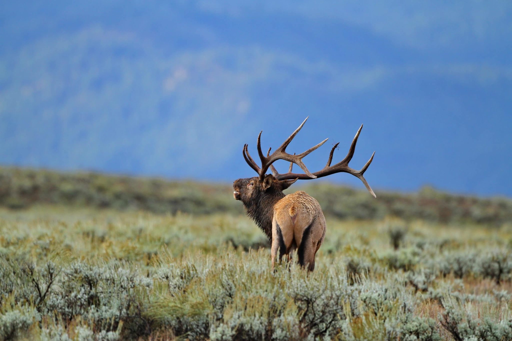 Our Top 4 Most Affordable Archery Elk Hunts