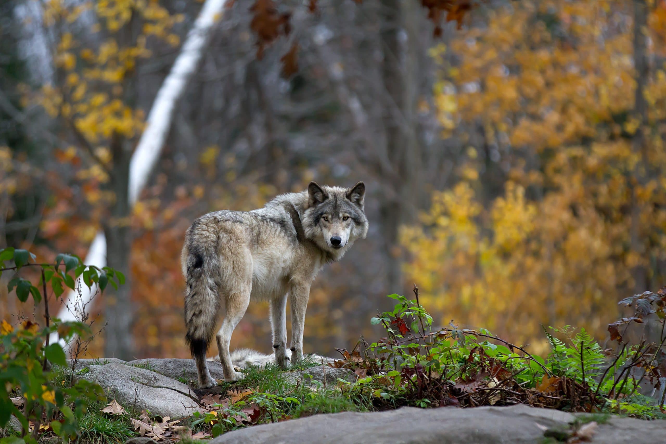 Do Wolves Keep Forests NutrientRich? » Got Hunts