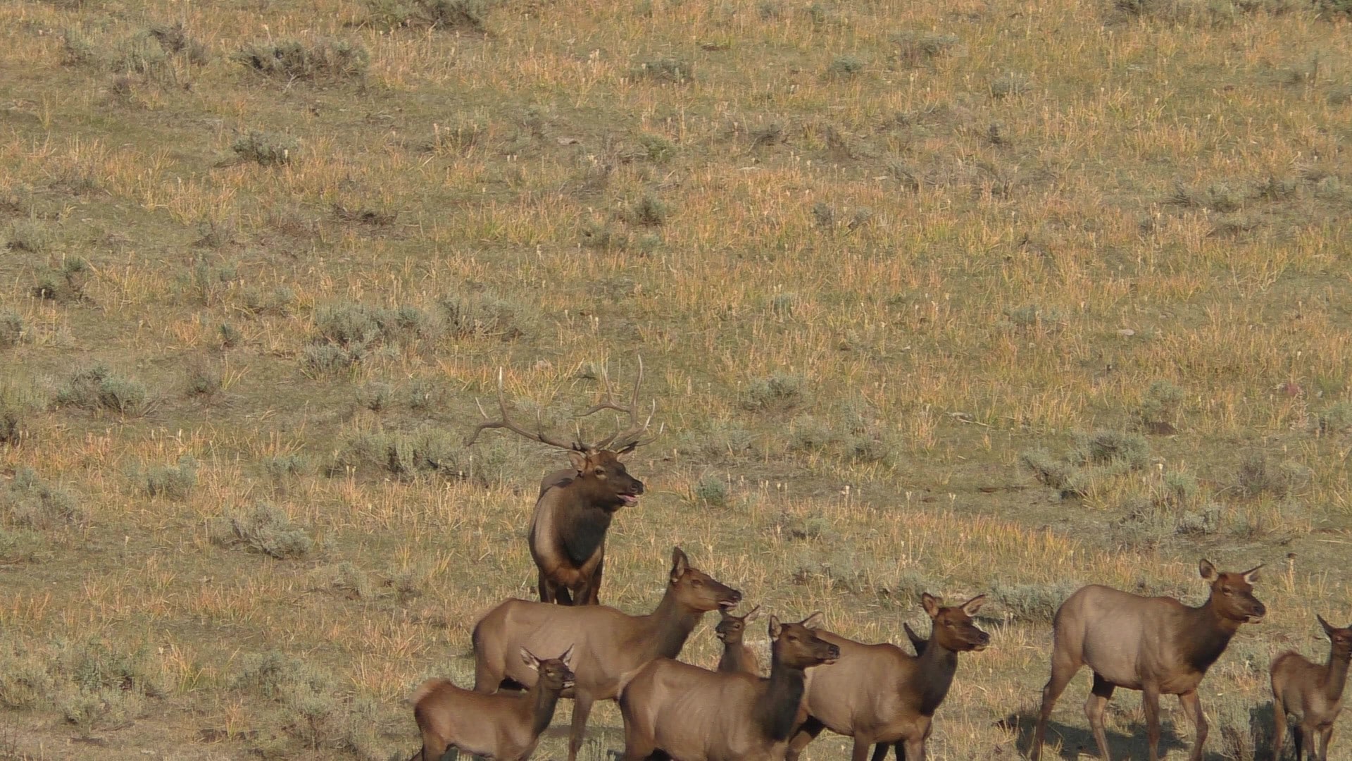 Utah Cow Elk Hunts with Graylight Outfitters »