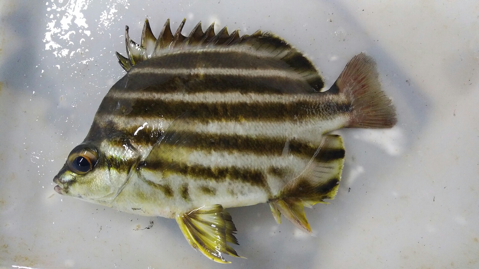 活きとっと カゴカキダイ（鑑賞用） 鮮魚・海産物通販サービス「活きとっと」