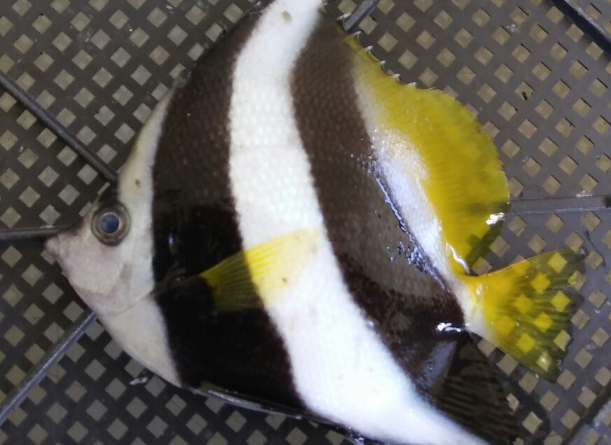 鑑賞魚 鮮魚・海産物通販サービス「活きとっと」