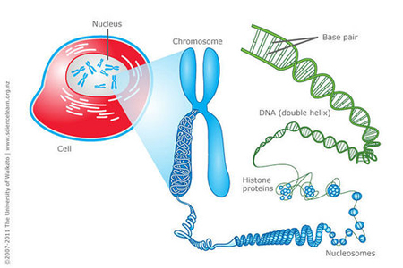 DNA description
