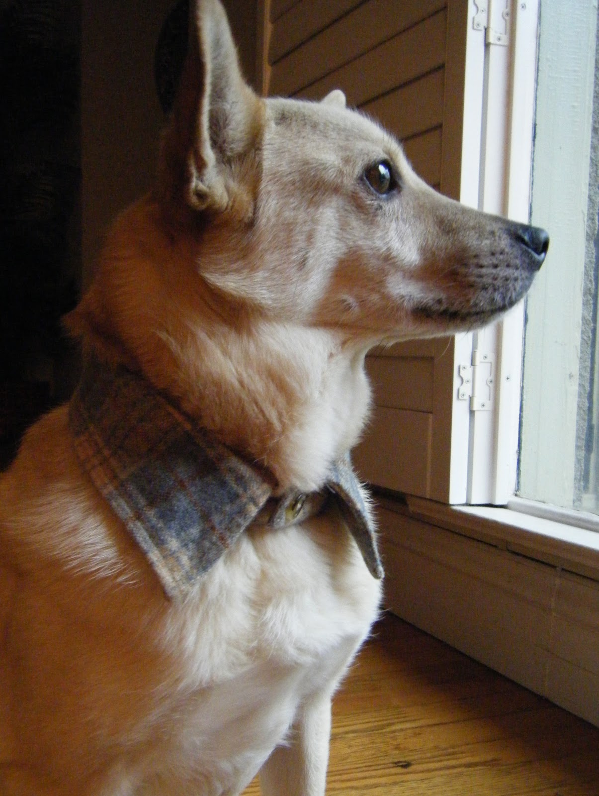 Simple Dog Collar Tutorial SEWTORIAL