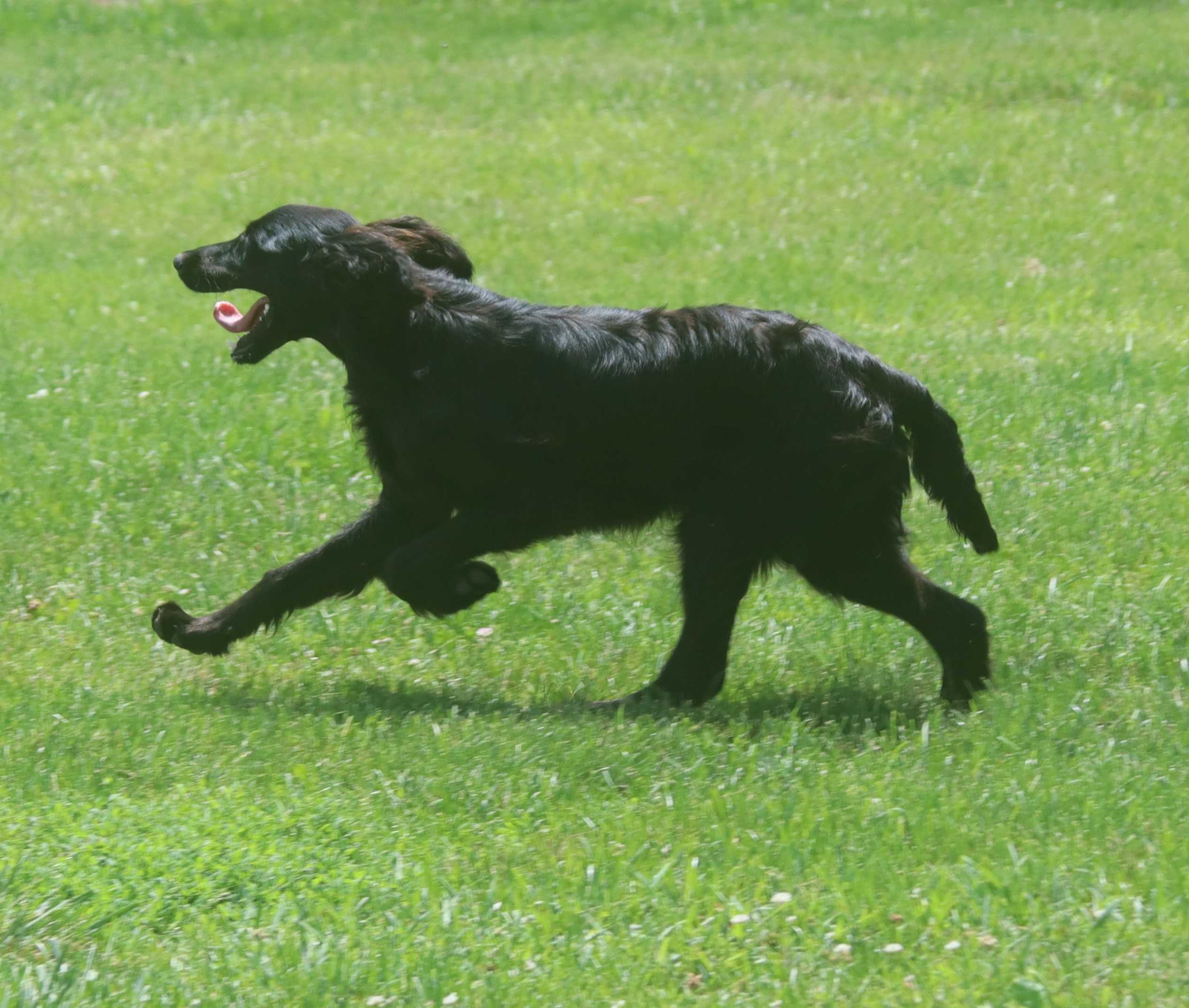 Irish and Gordon Setters High Country Kennels