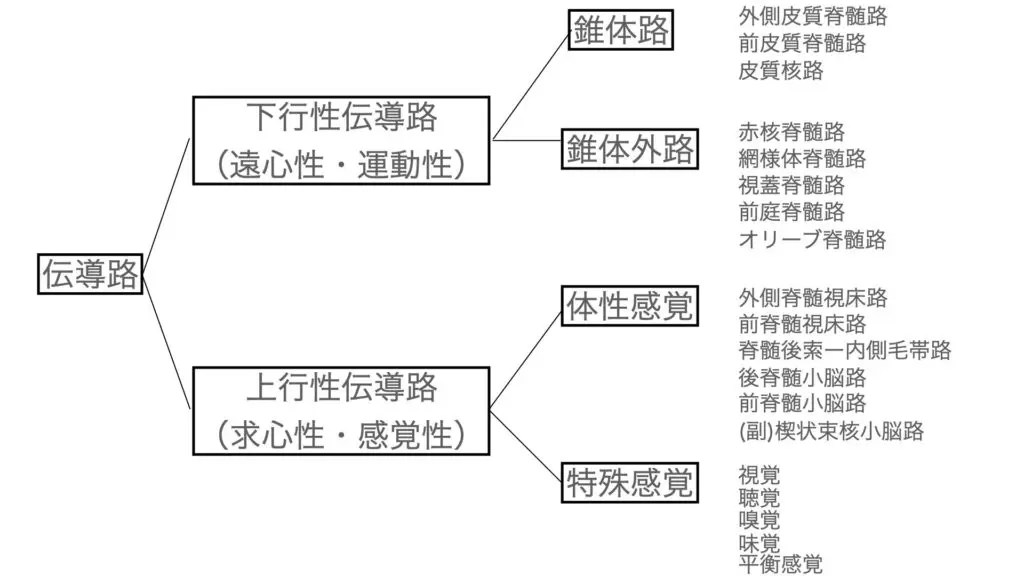 体性感覚（皮膚感覚・深部感覚）の伝導路 合格！PTOT国家試験完全解説ブログ