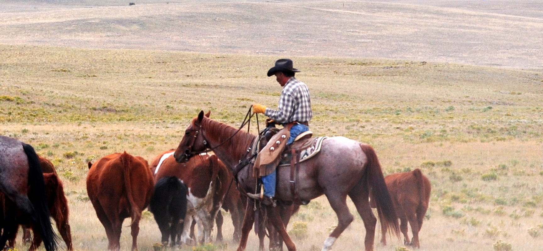 About Gould Ranch Cattle Company, Fort Colorado