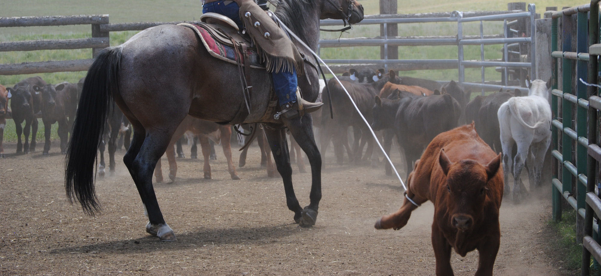 About Gould Ranch Cattle Company, Fort Colorado