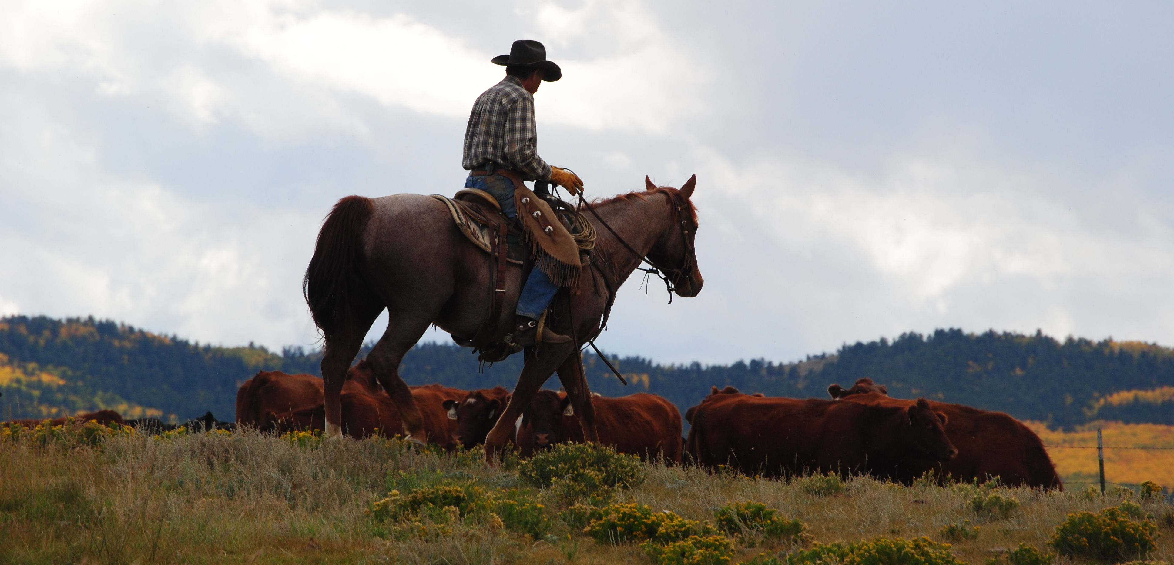 About Gould Ranch Cattle Company, Fort Colorado