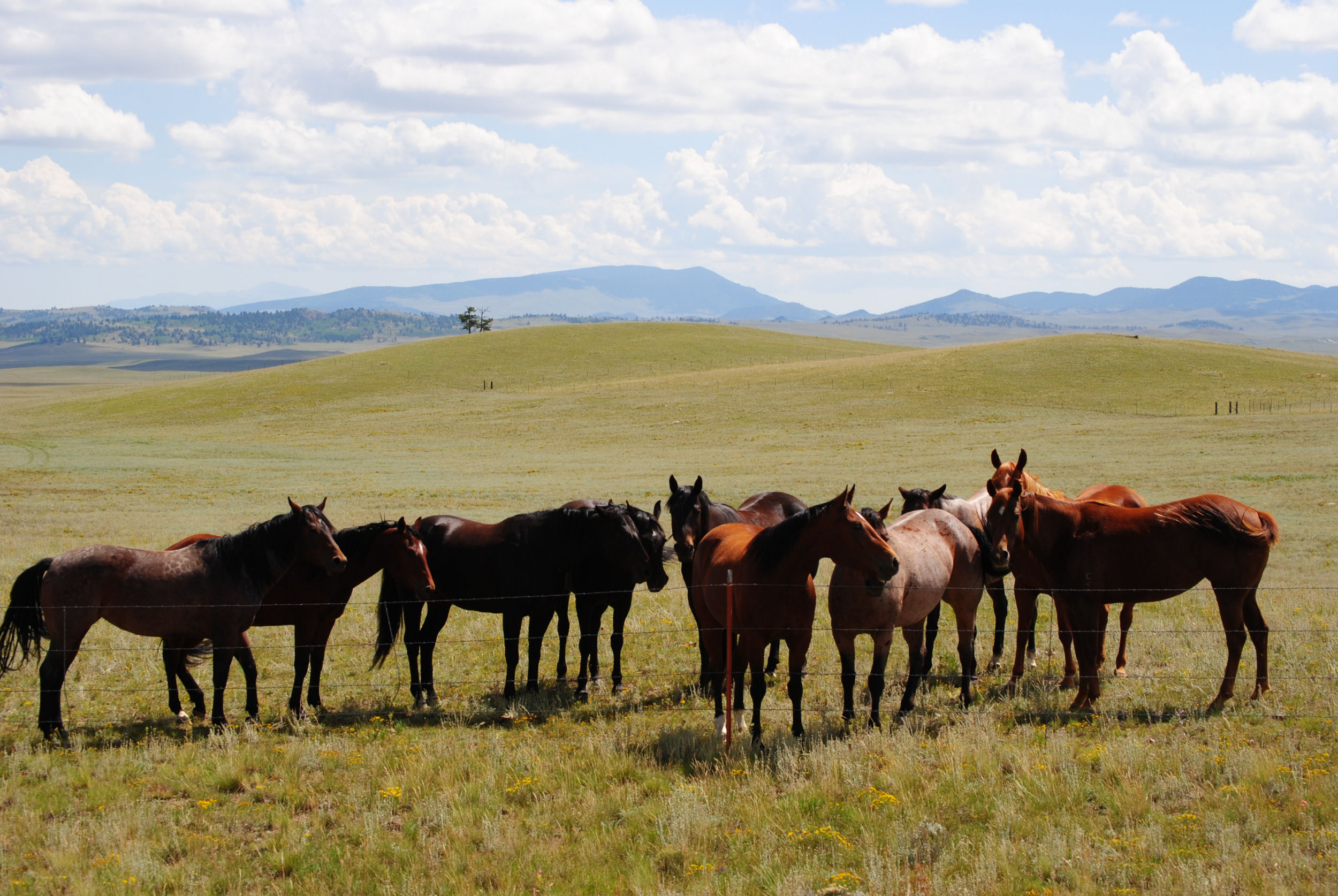 Gould Ranch Irish Black & Irish Reds, Bulls, Sires, Horses
