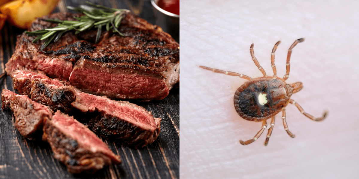 Relationship between meat allergy and tick bite Gourmet Guide234