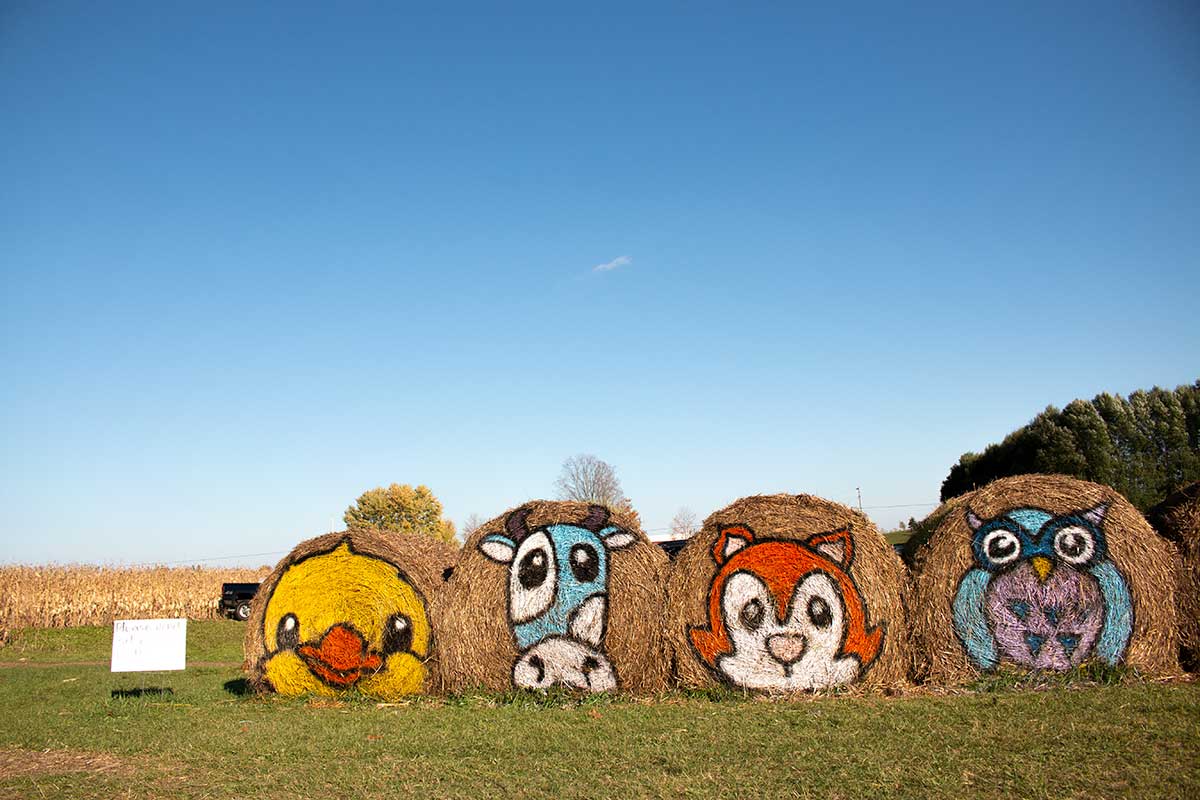Pumpkin Time! From the Farm to the Table at Cuff Farms in Hortonville