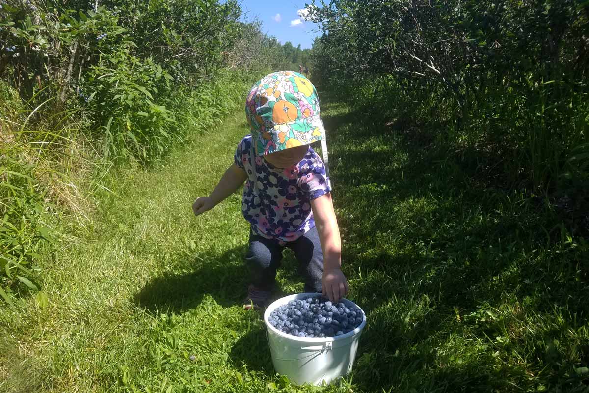 Enjoy the Summer Harvest Blueberry Picking in Northeast Wisconsin