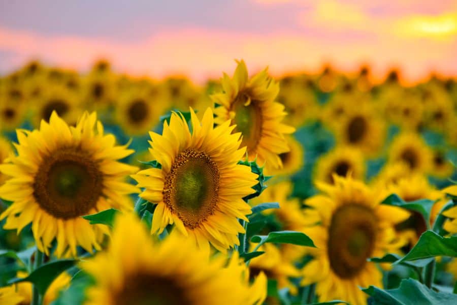 13 MustVisit Sunflower Fields in New York & Nearby (2024)