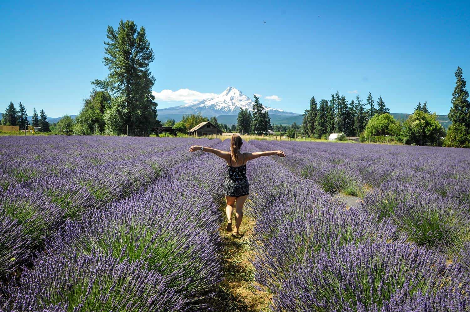10 Breathtaking Oregon Lavender Farms You Can Visit Go Wander Wild