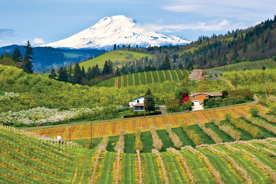 12 Best Hood River Wineries to Visit in Northern Oregon Go Wander Wild