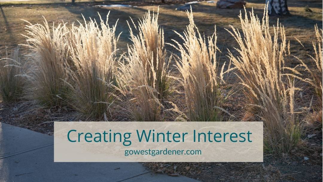 How Do I Make My Winter Garden Look Good? (A Simple Tip)