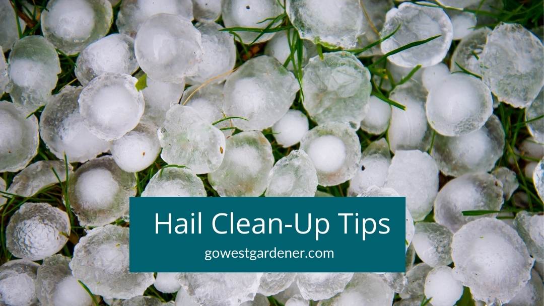 “Ugh! Hail Destroyed My Garden. What Do I Do Now?”