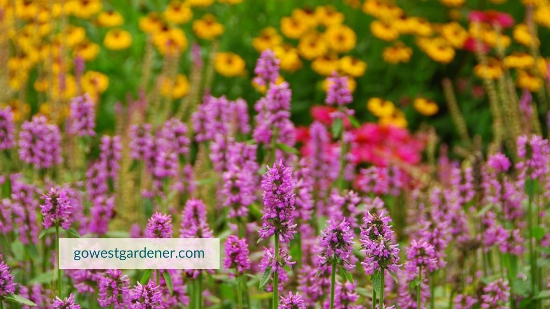 How to Protect Flowers From Hail 9 Easy Tips!