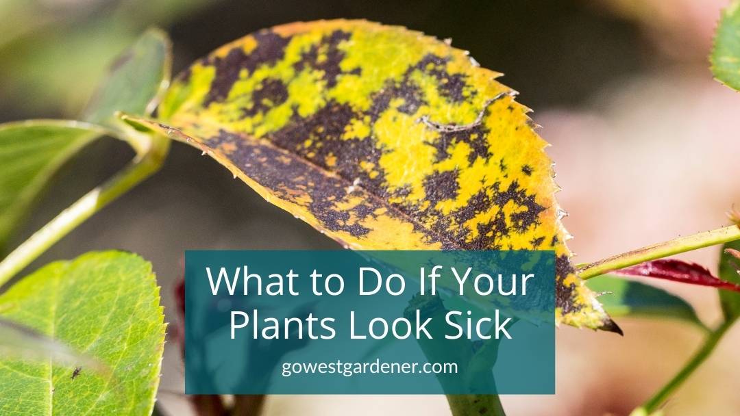 "My Flowers Look Sick and Are Dying. What Should I Do?"