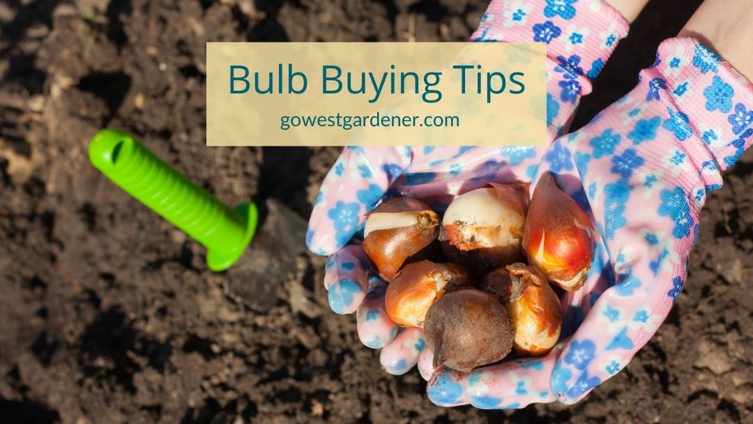 5 MustKnow Tips for Buying Spring Blooming Bulbs Colorado & the West