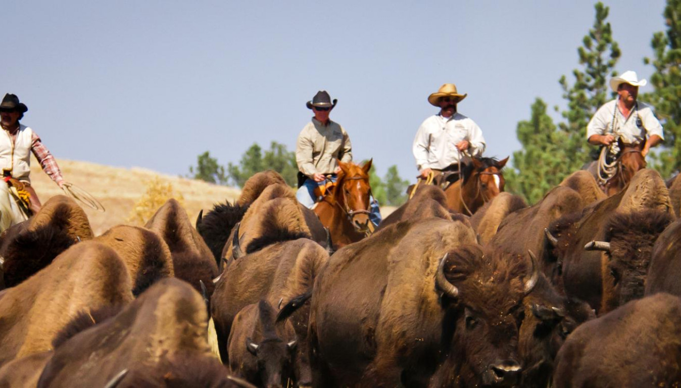 Custer State Park Buffalo Roundup Event » Go Where When