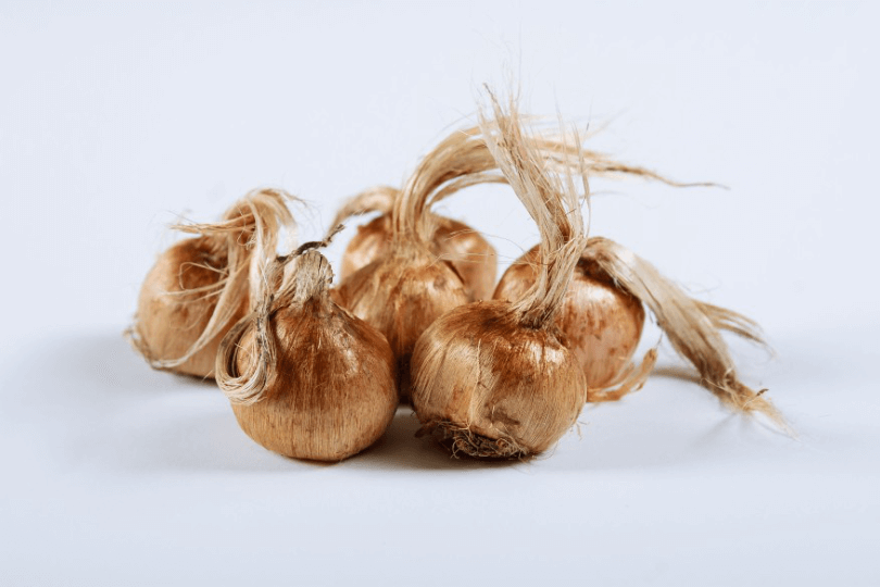 Garden Corms Pack of 10 corms Gozie Saffron Premium Quality Saffron