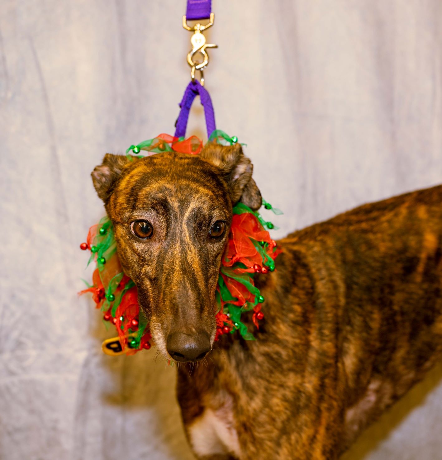 AB Linx Greyhound Pet Adoptions of Delaware