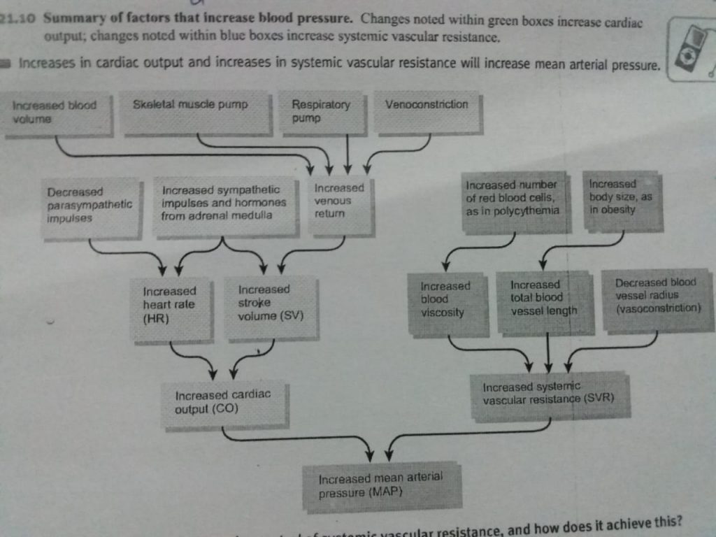 Blood Pressure and the factors affecting BP and MCQs With Answers