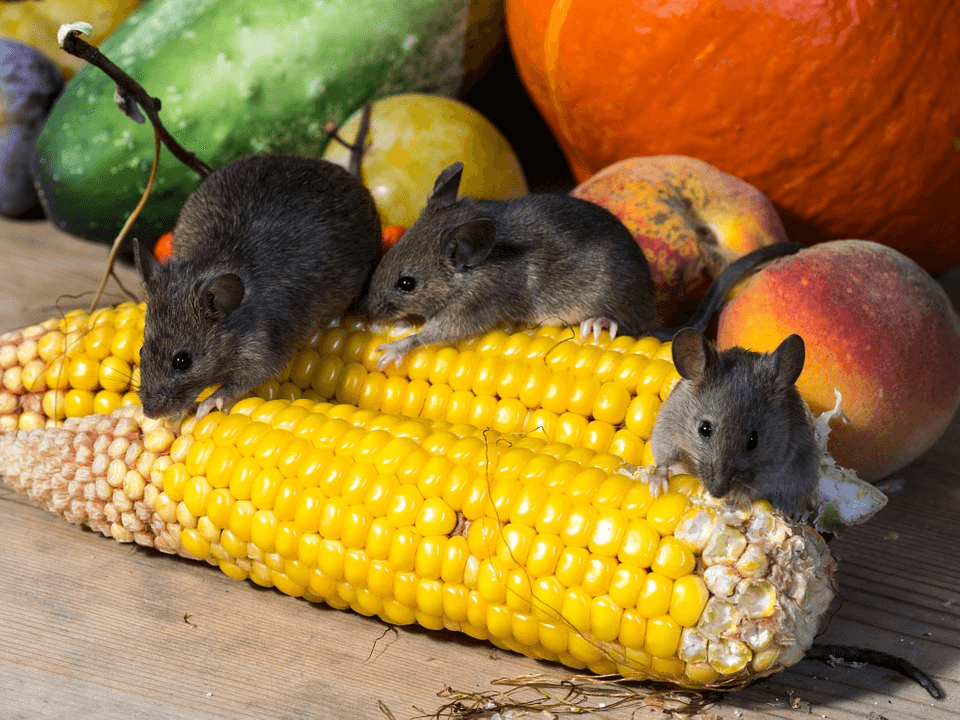 6 Ways Rodents Can Enter Your Home General Pest Control