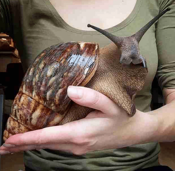 Snails bring disease, better sunblock (you can’t have), eyesight