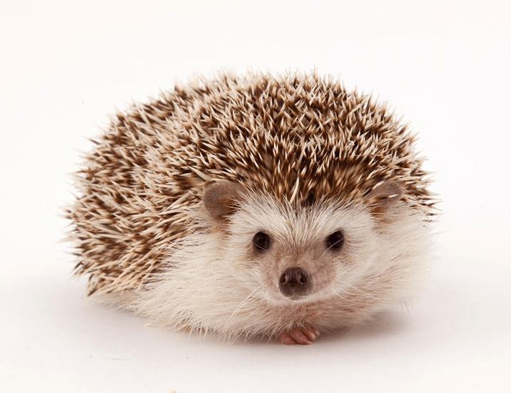 Deadly hedgehogs, fighting dementia with BP meds, and more » GPhA Buzz