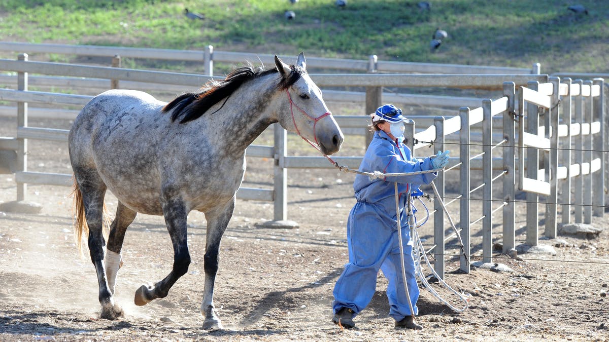 Health alert New Hendra virus genotype discovered Gippsland Primary