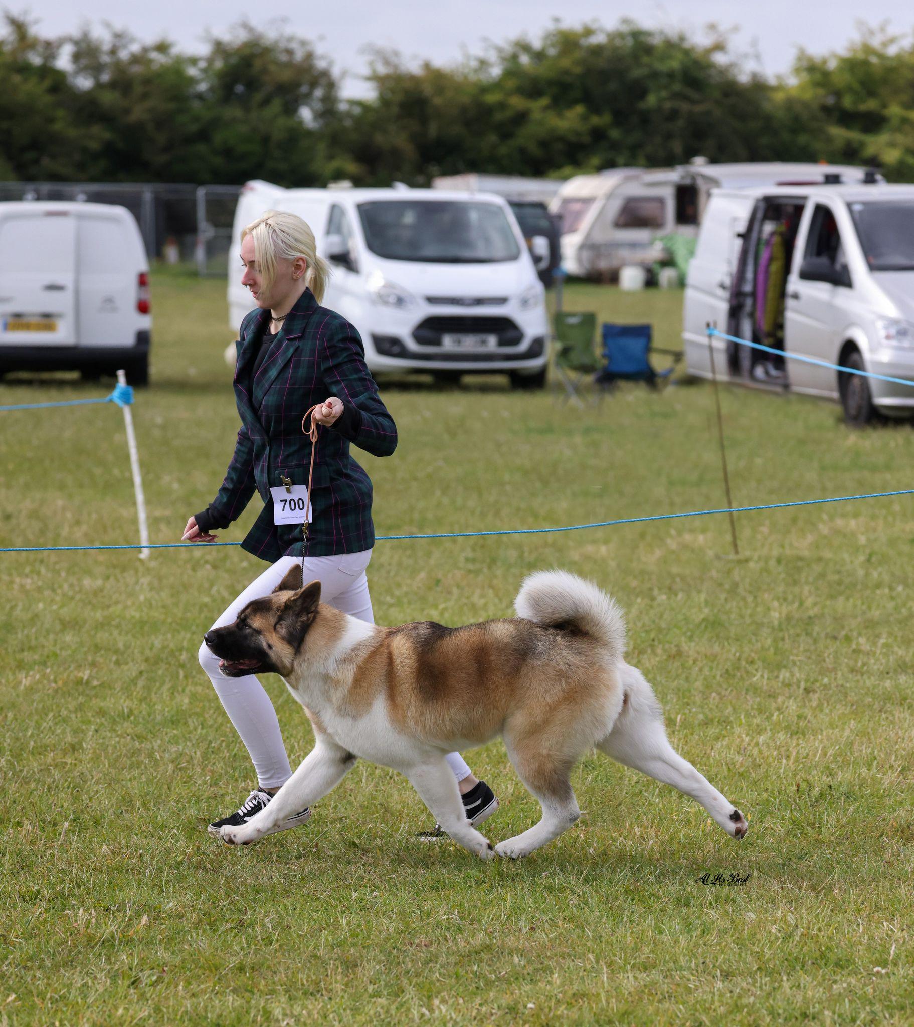 Dog Events Phoenix 2023 Akita Breeders UK Whitewreath Kennels