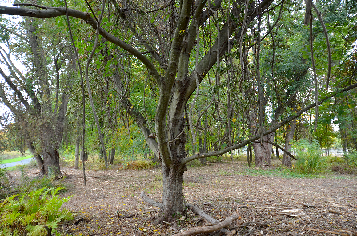 Battling Bittersweet and Other Invasive Plants