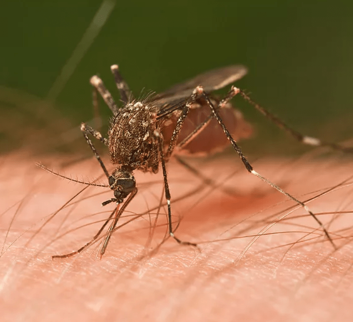 Mosquito Pest Control Services in Jalandhar Termite Control